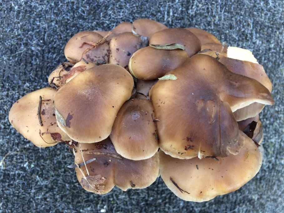 Рядовка штриховатая (Tricholoma portentosum).