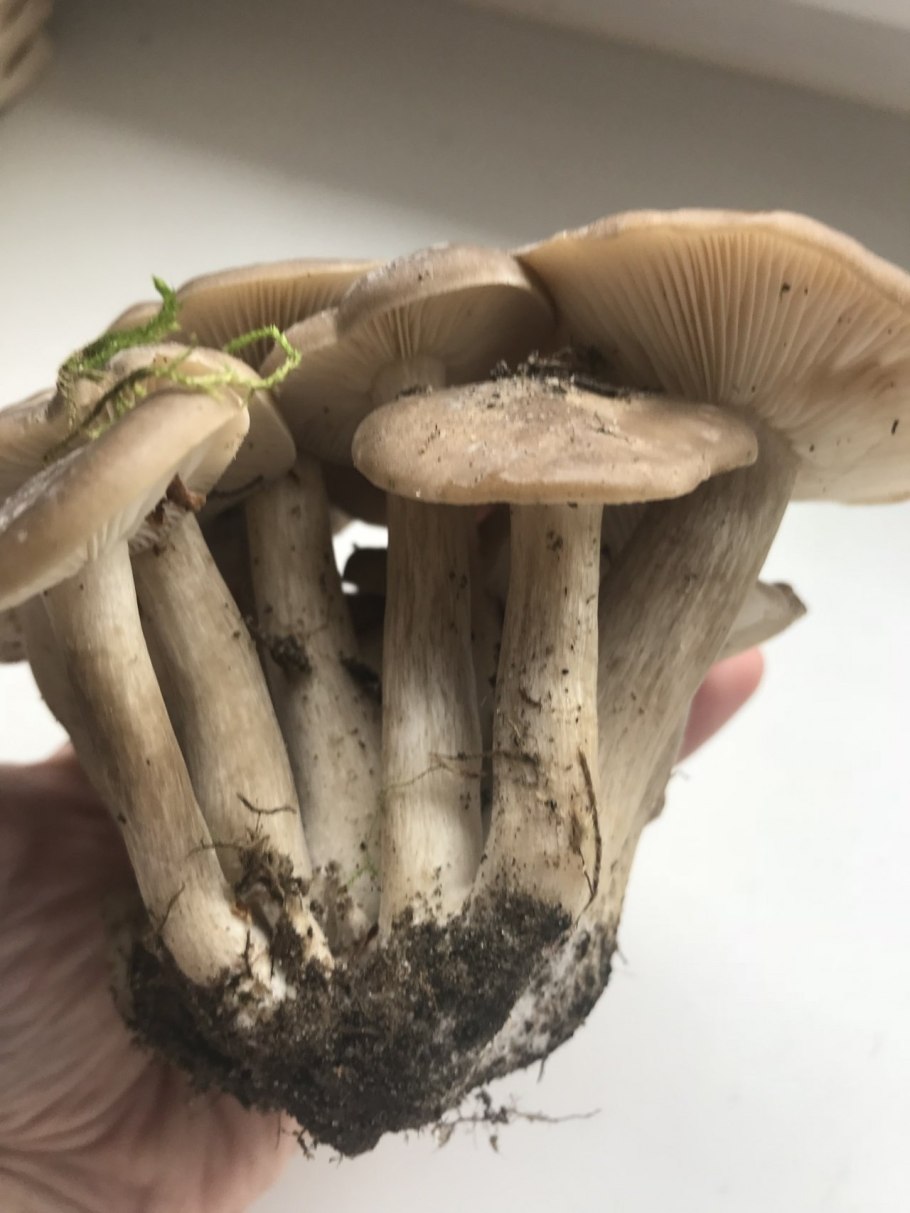 Гриб: лиофиллум скученный