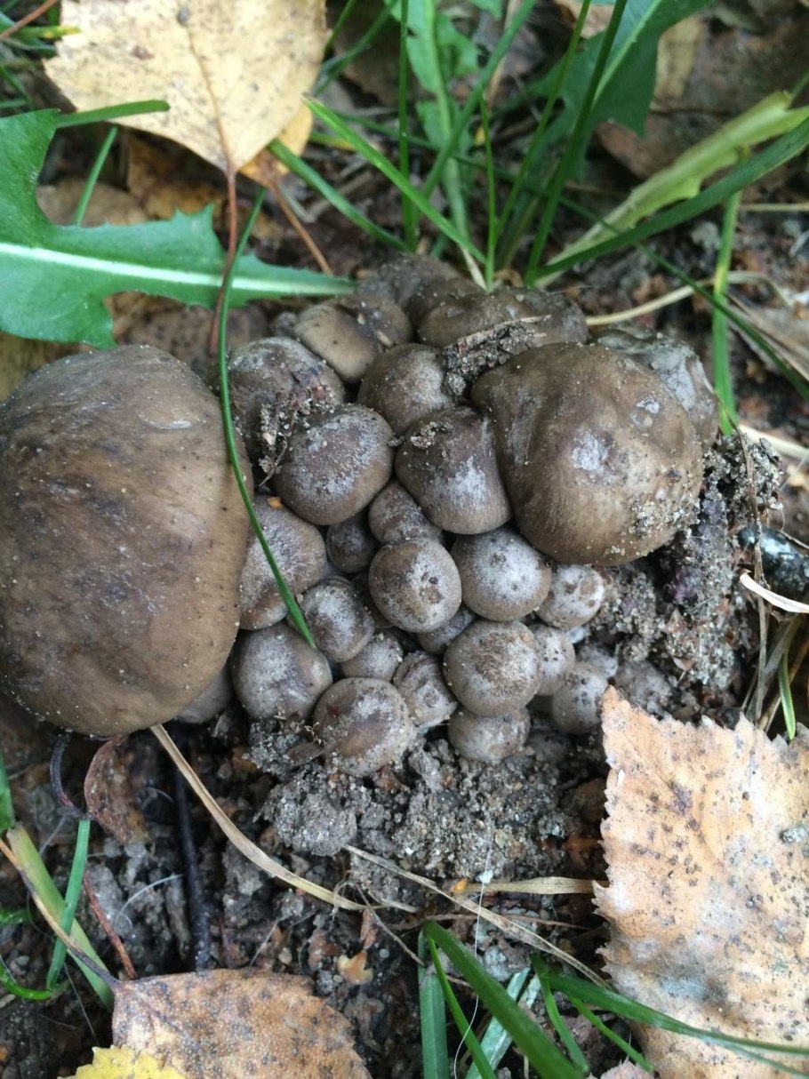 Гриб: лиофиллум скученный