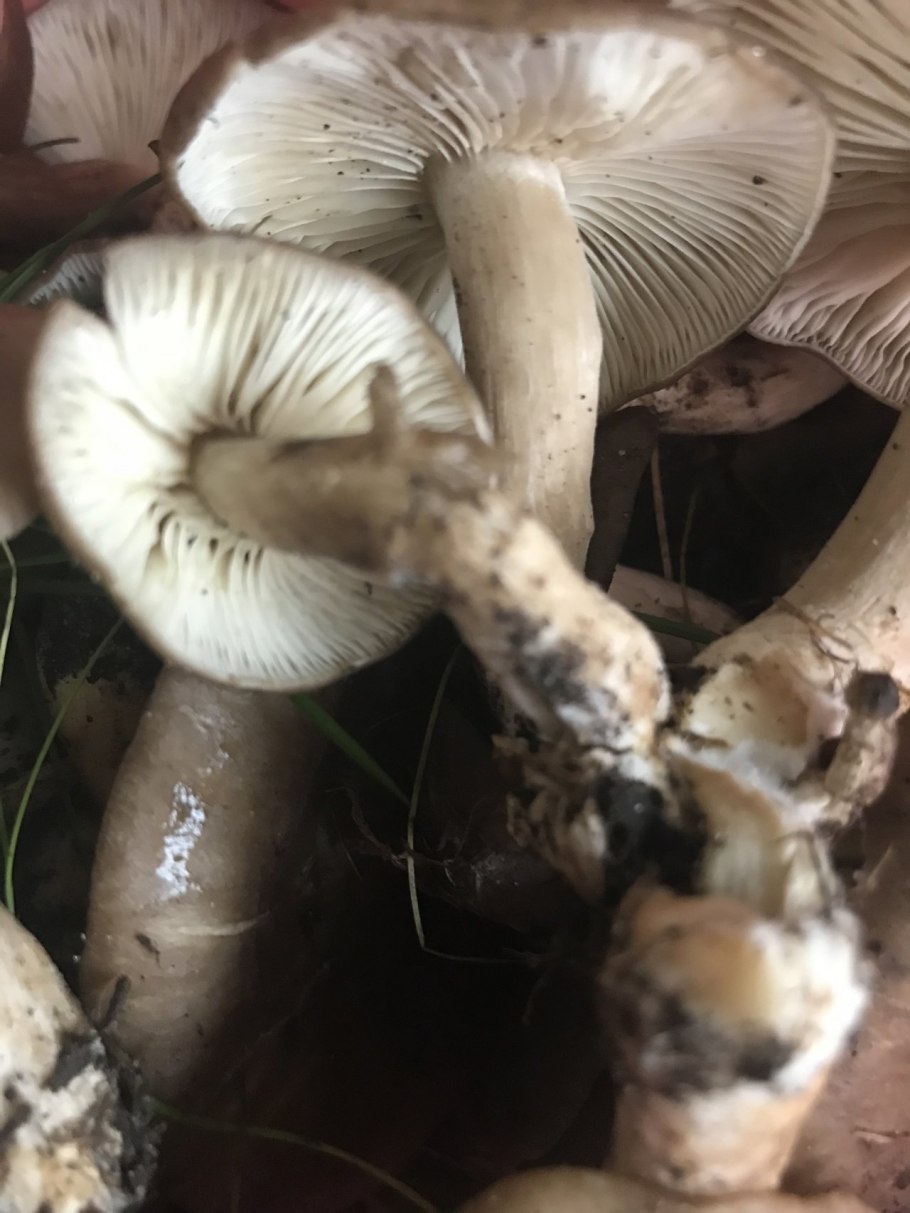 Рядовка серая штриховатая