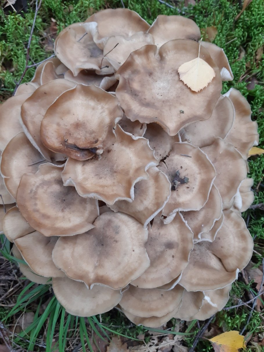 Гриб: лиофиллум скученный