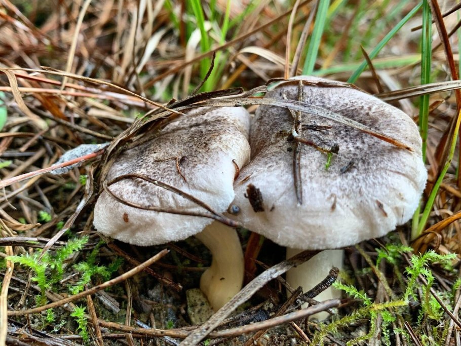 Рядовка скученная Lyophyllum