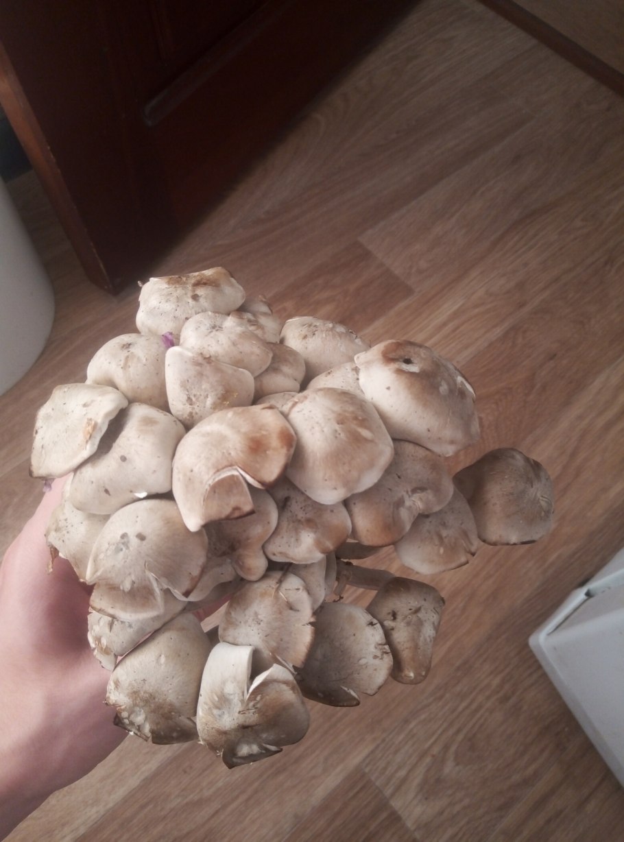 Лиофиллум симедзи