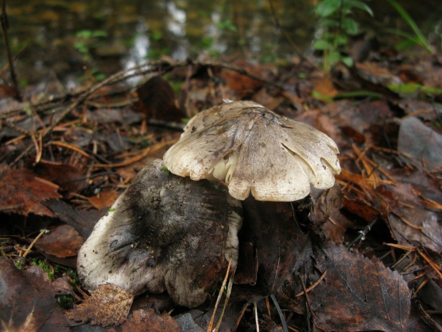 Лиофиллум скученный