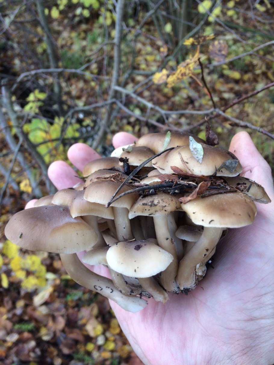 Груздь рядовка Тополевая