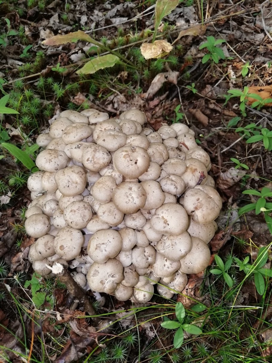 Гриб: лиофиллум скученный