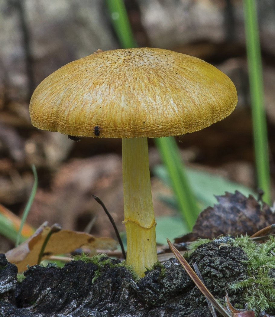 Плютей ивовый