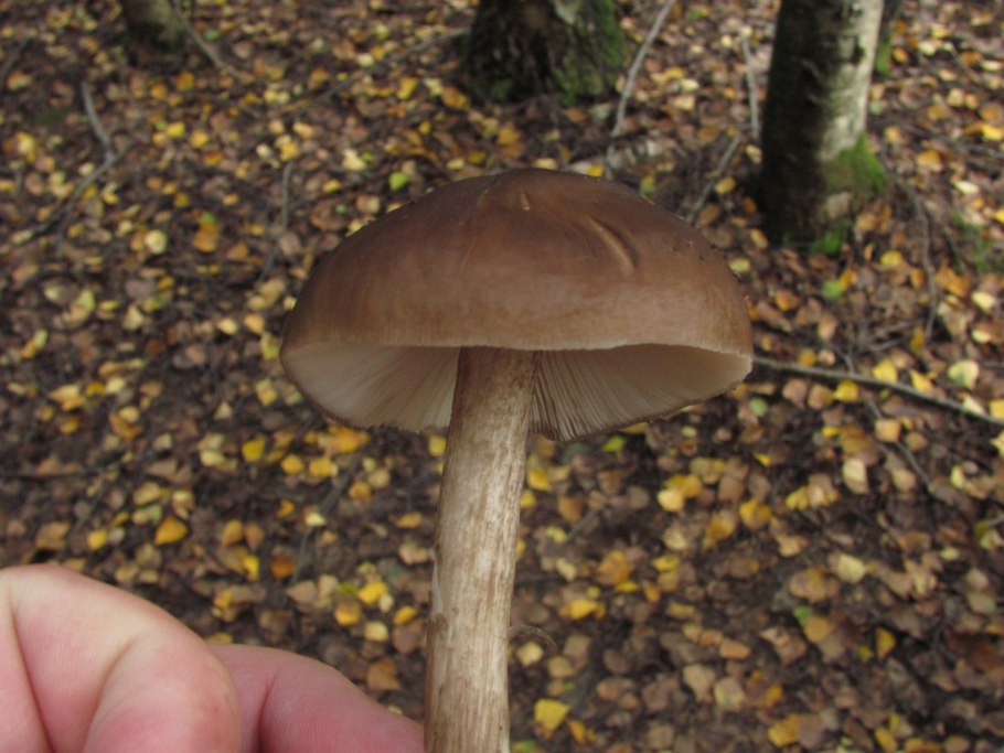 Плютей бархатистоножковый