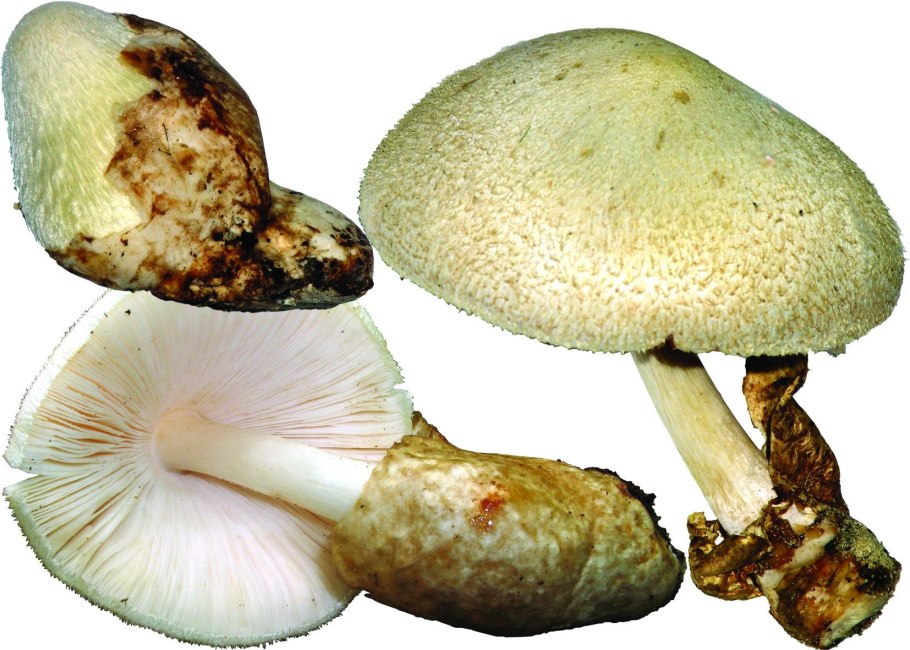 Вольвариелла Подвальная