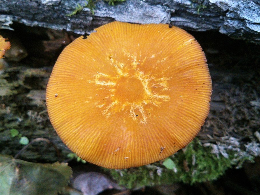 Желтый гриб в тайге