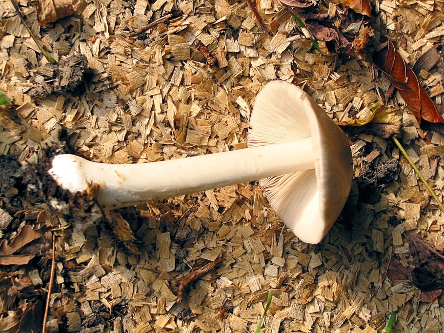 Volvariella bombycina