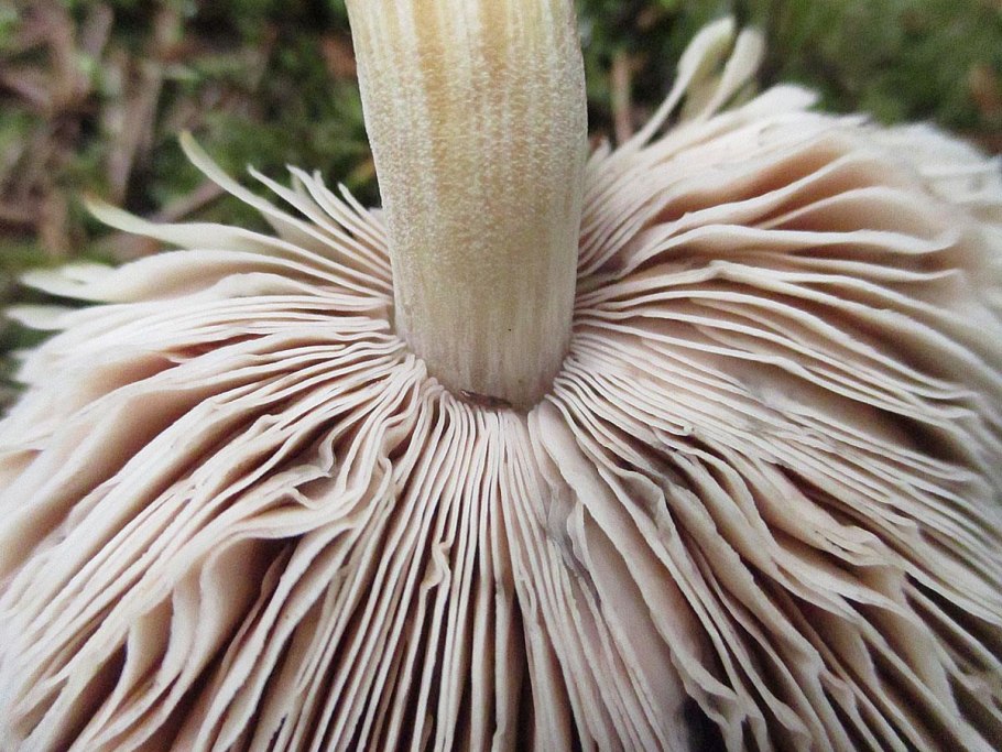 Белый мохнатый гриб