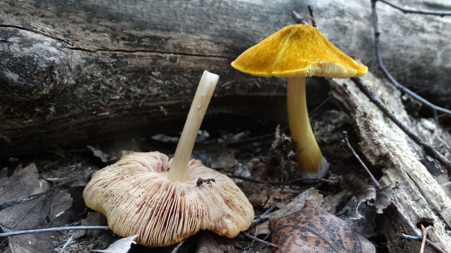 Вольвариелла съедобная