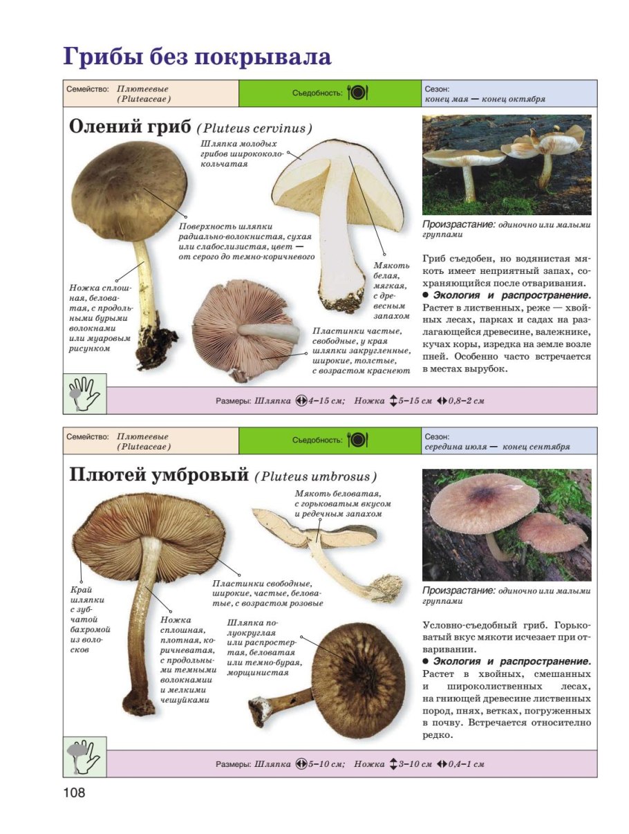 Volvopluteus gloiocephalus