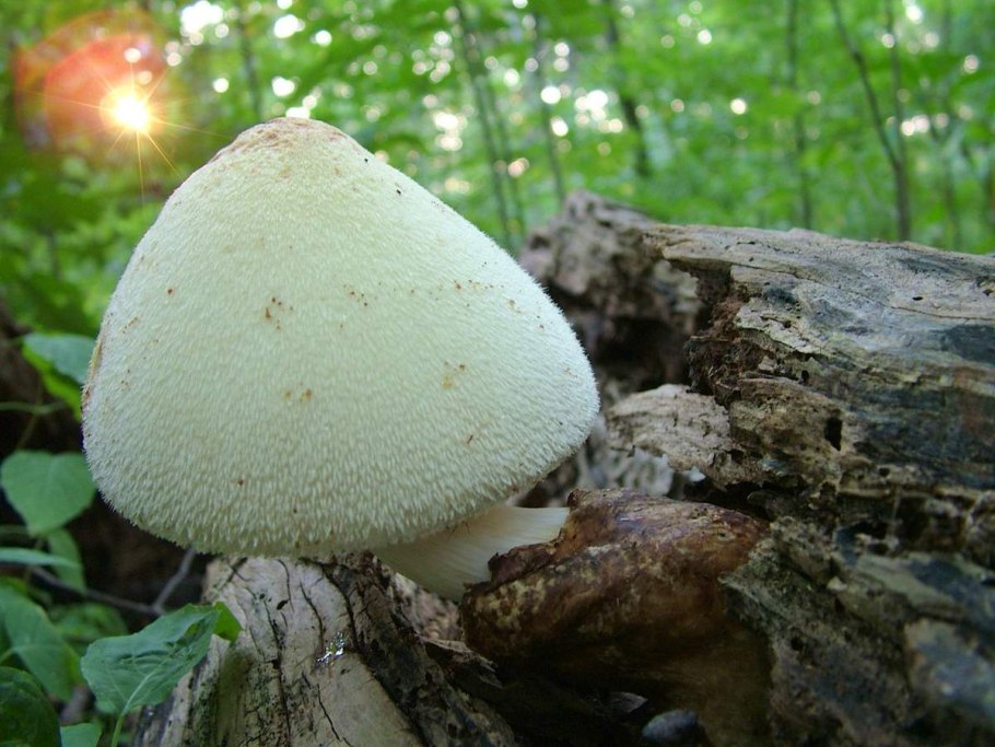 Volvariella volvacea, соломенный гриб