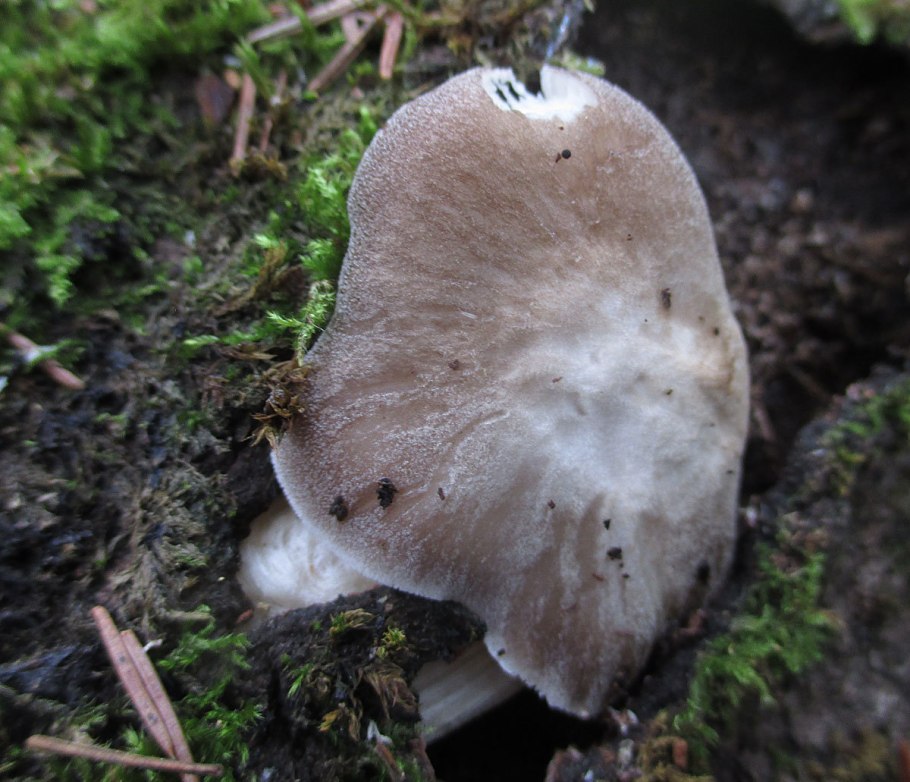 Гриб Вольвариелла слизистоголовая