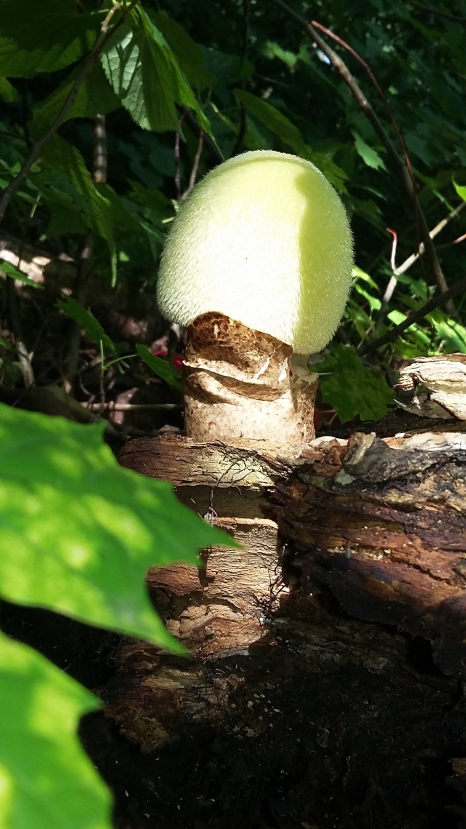 Гриб Стробилюрус