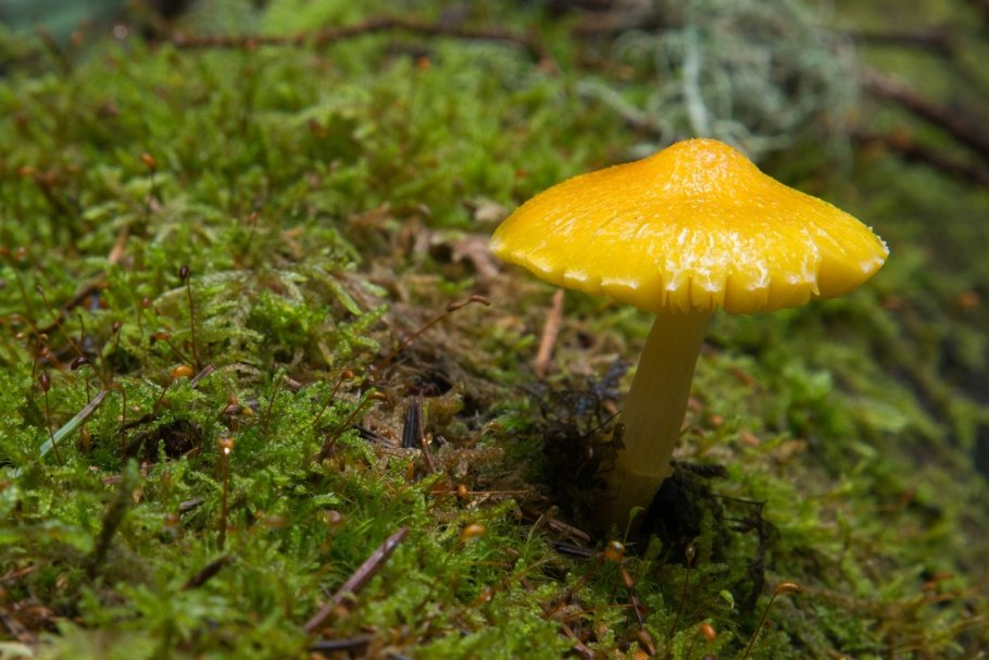 Гриб Плютей жёлтый