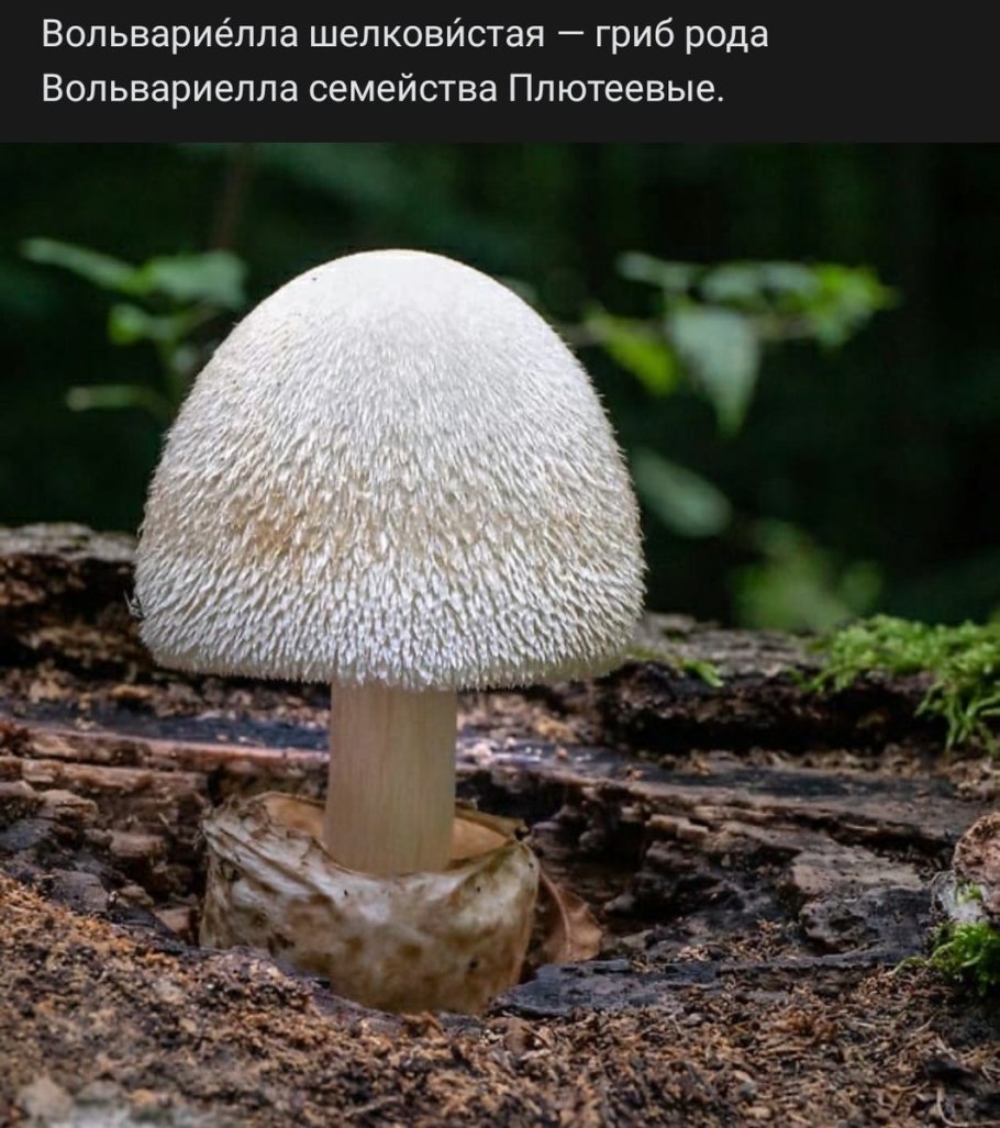 Pluteus variabilicolor