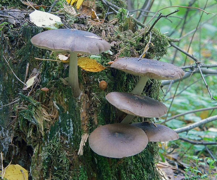 Плютей Олений молодой