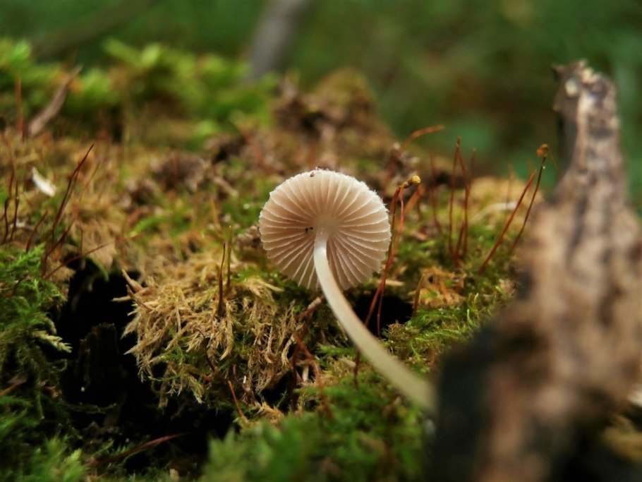 Плютей шероховатенький