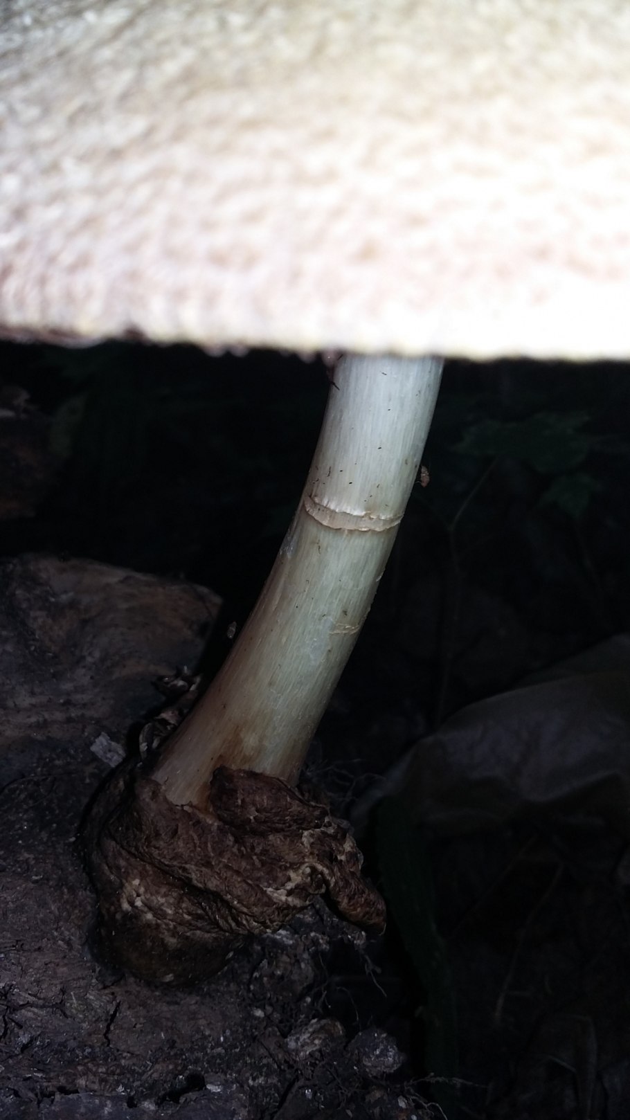 Зонтик пёстрый macrolepiota procera