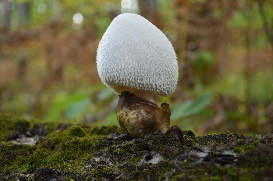 Вольвариелла бомбицина