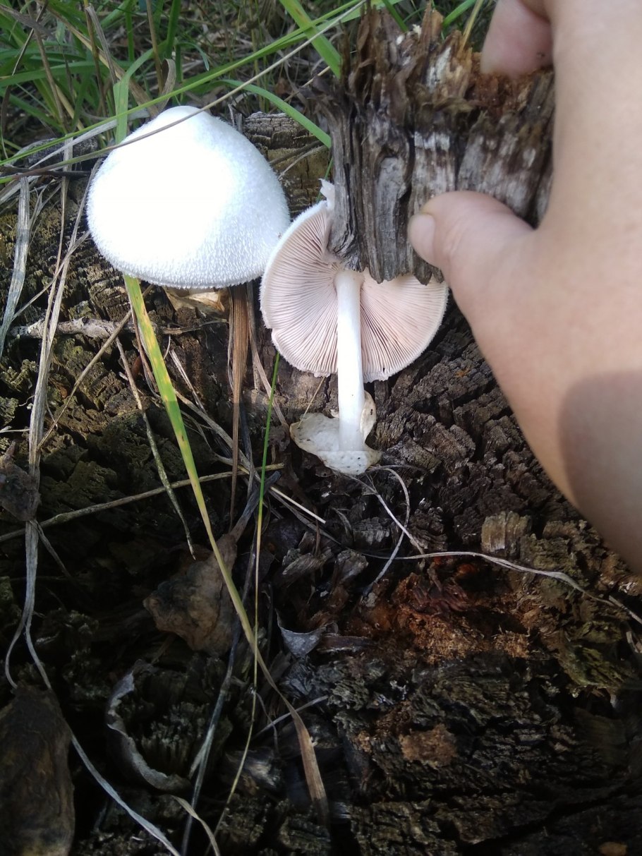 Плютей синеногий