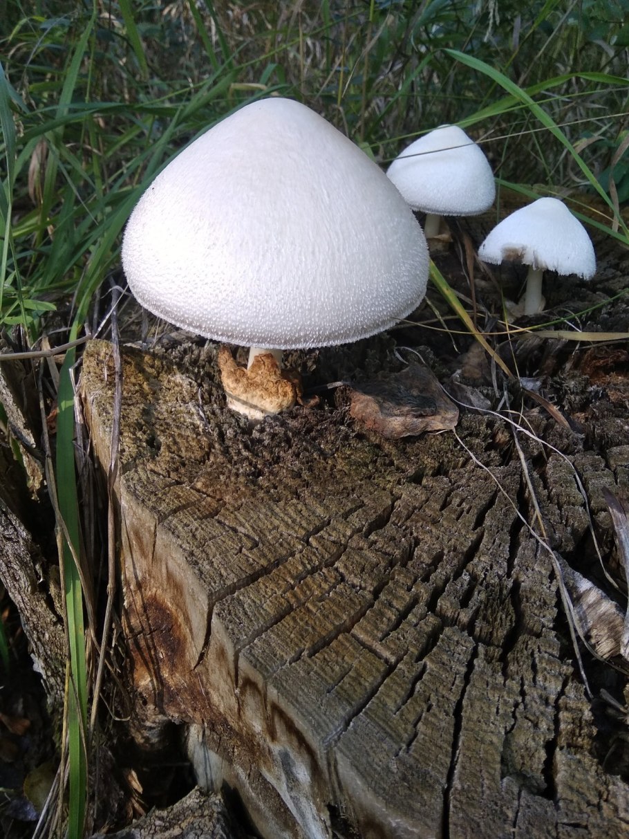 Вольвариелла шелковистая гриб