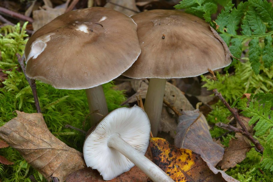 Плютей Олений Pluteus cervinus