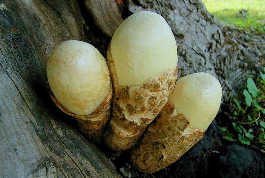 Вольвариелла вольвовая