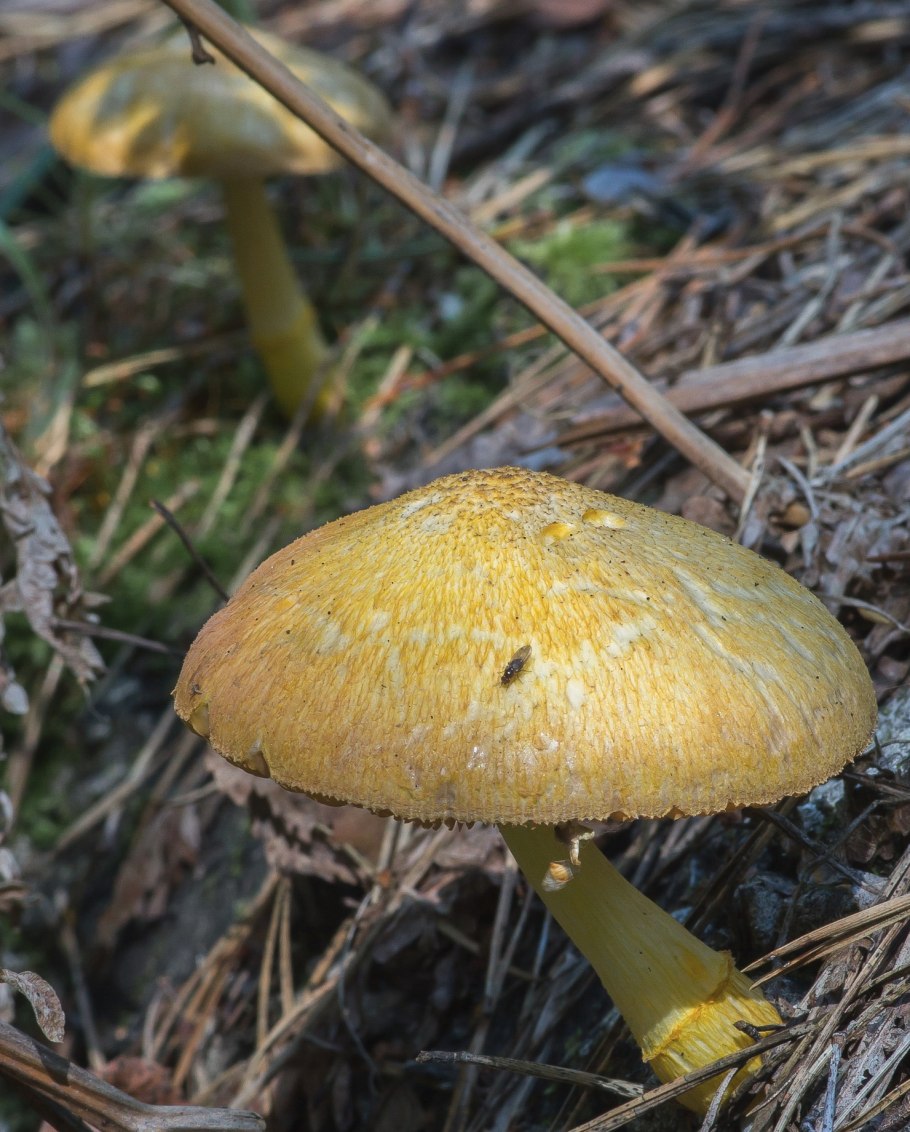 Плютей умбровый (Pluteus umbrosus)
