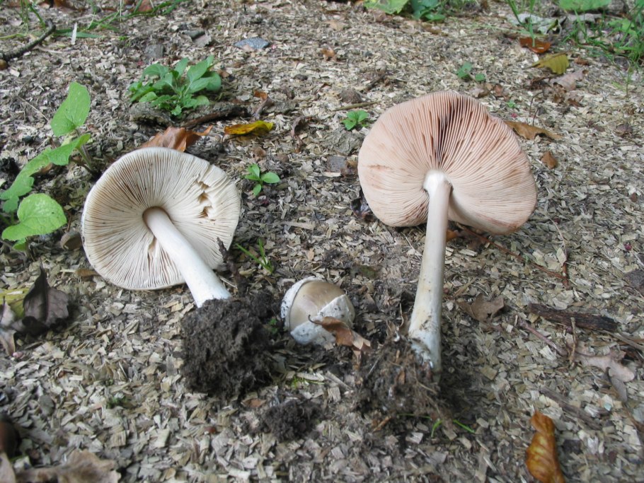 Плютей ивовый гриб