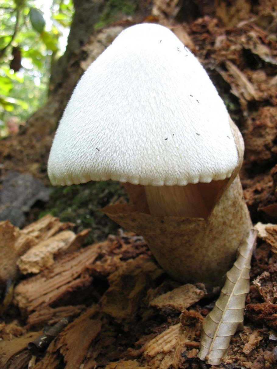 Вольвариелла бомбицина