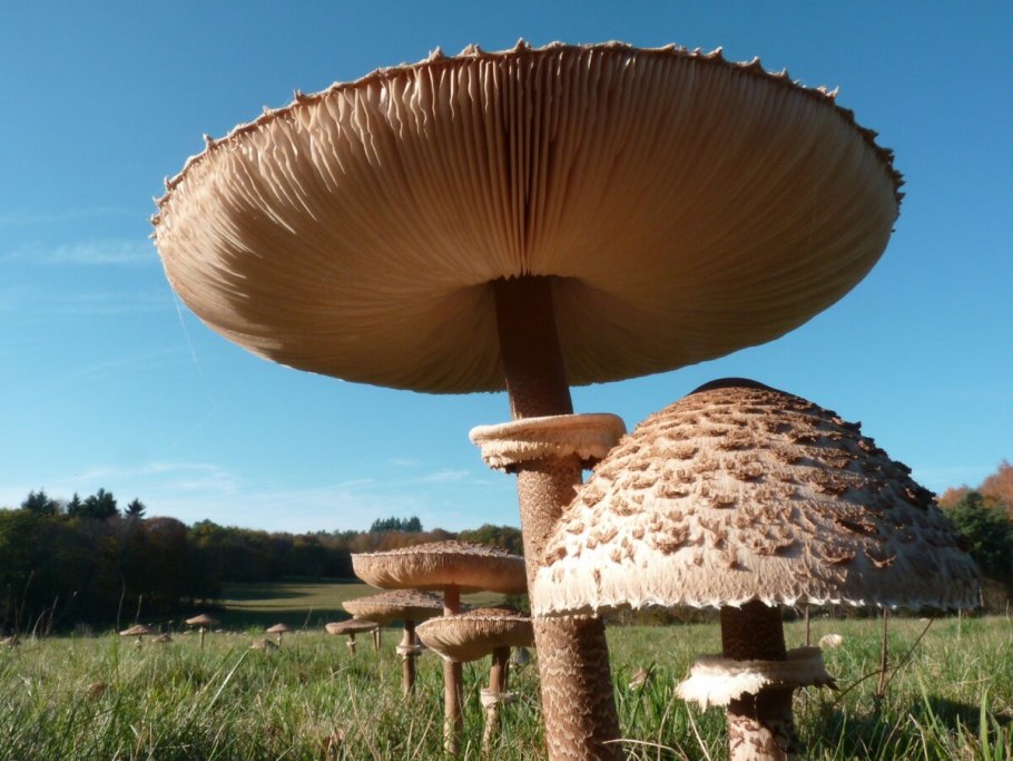 Armillaria самый большой гриб