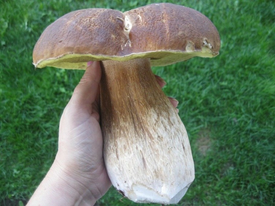 Boletus edulis мицелий