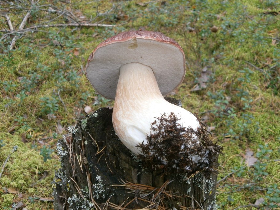 Гигантский гриб Боровик