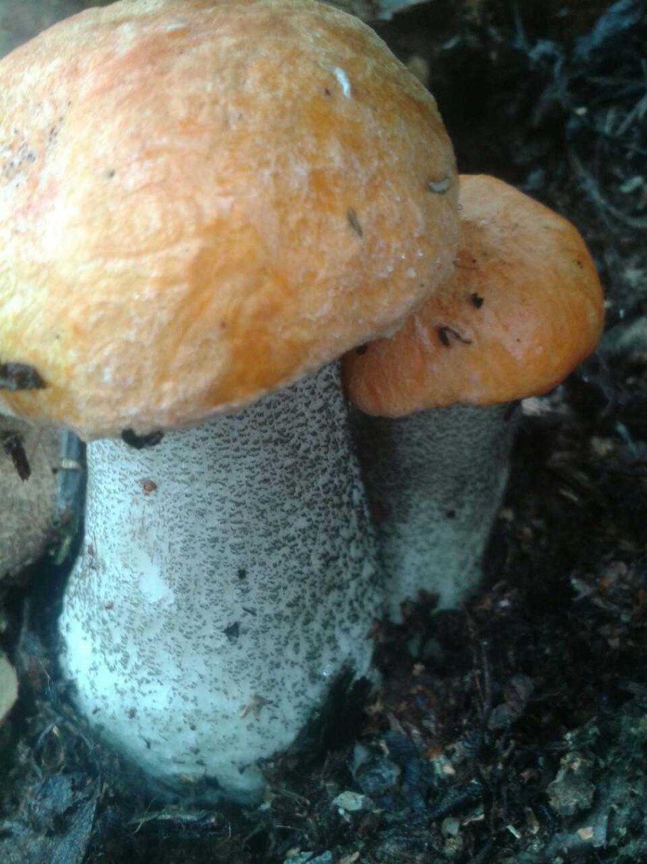 Грибы растущие под березами