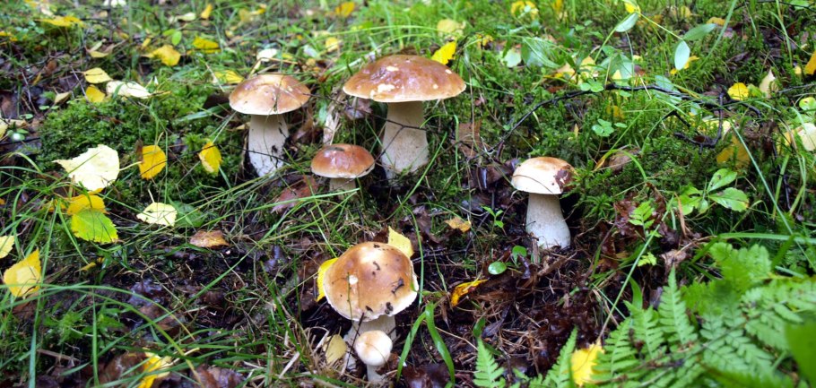 Грибы в березовой роще