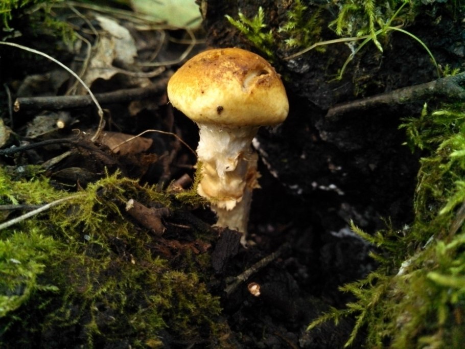 Грибы Новосибирской области