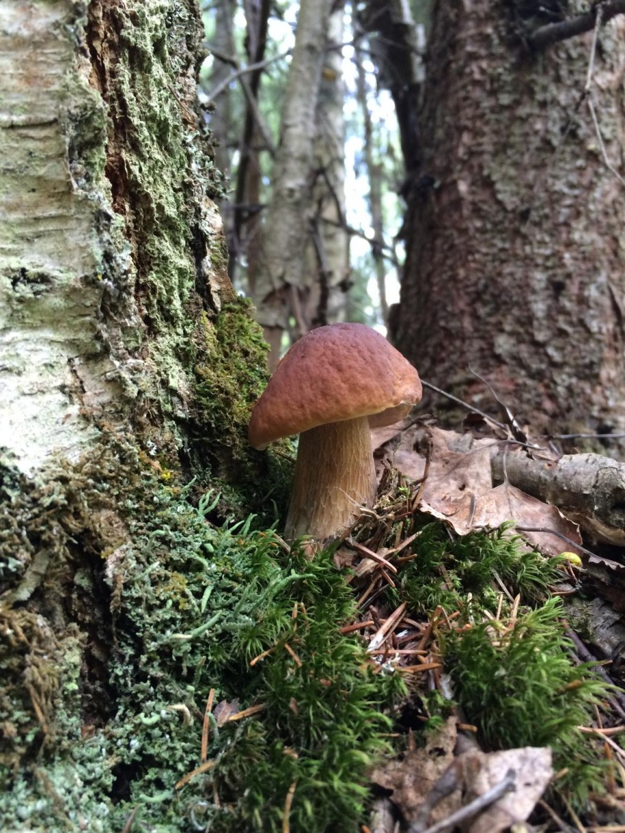 Подберезовик под березой