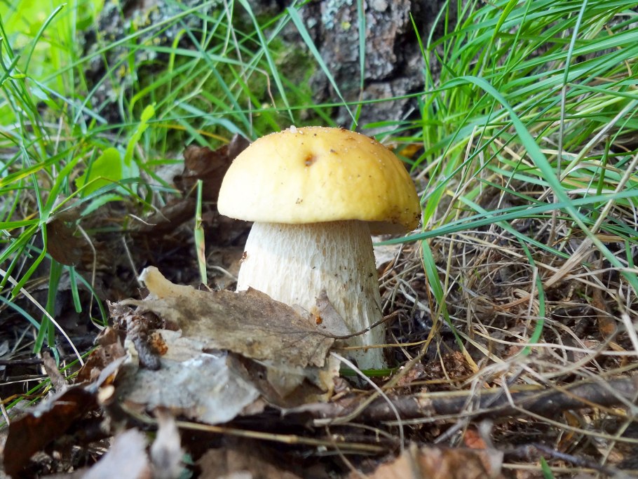 Белый гриб под березой