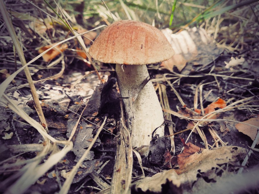 Подберезовик подберезовик ловко спрятался