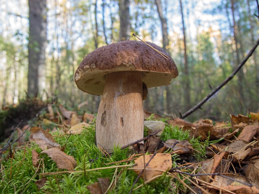 Большой белый гриб фото