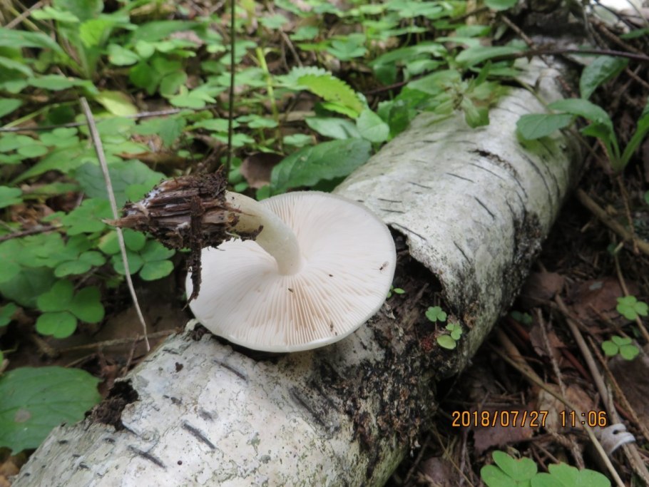 Грибы растущие под березами