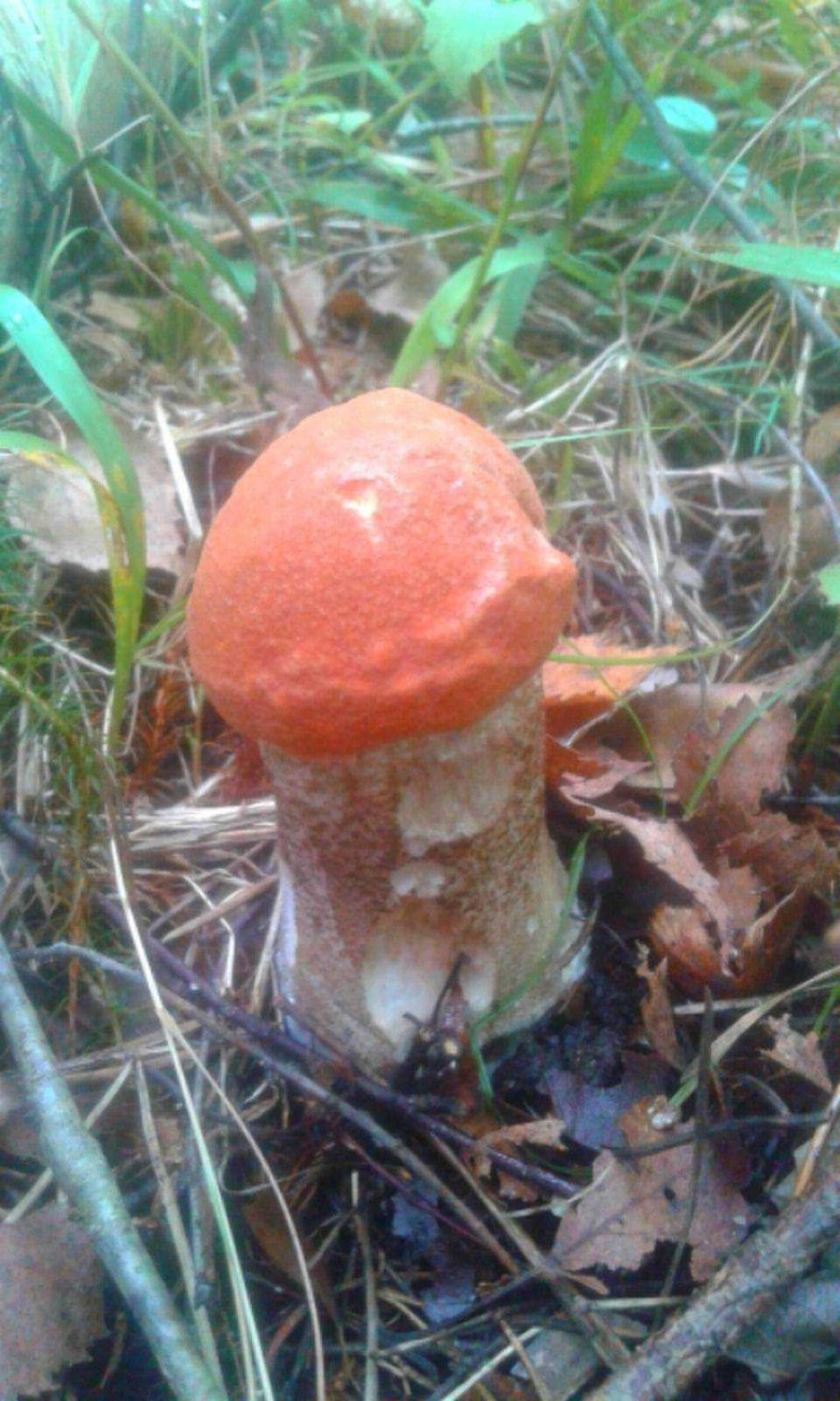 Подосиновик растет под осиной