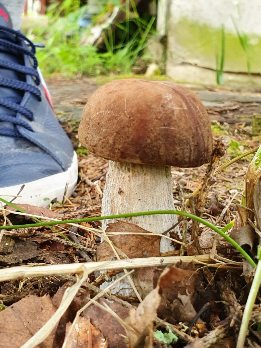 Грибы растут