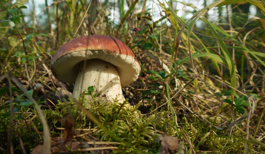 Боровичок и белый гриб