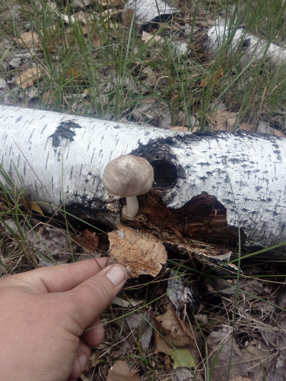 Грибы которые растут на поваленных березах