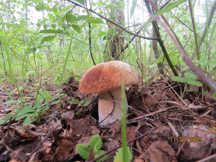 Лечебные грибы Смоленской области